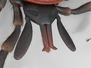 tick rigged 3D Model