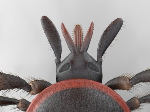 tick rigged 3D Model