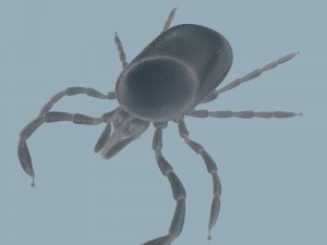 tick rigged 3D Model