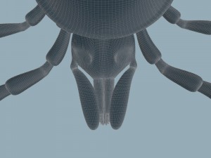 tick rigged 3D Model