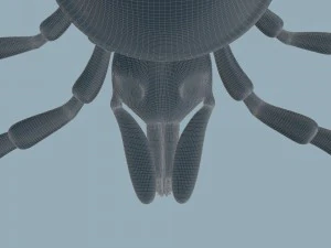 tick rigged 3D Model