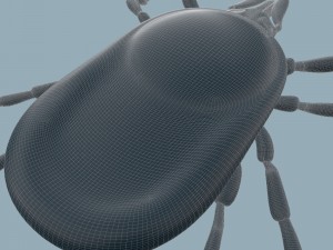 tick rigged 3D Model