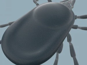tick rigged 3D Model