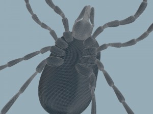 tick rigged 3D Model