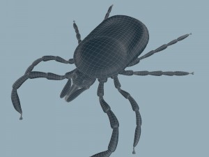 tick rigged 3D Model