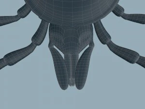 tick rigged 3D Model