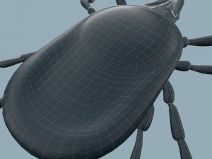 tick rigged 3D Model