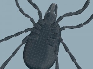tick rigged 3D Model