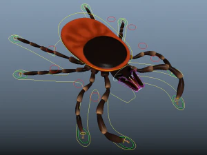 tick rigged 3D Model