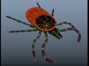 tick rigged 3D Model