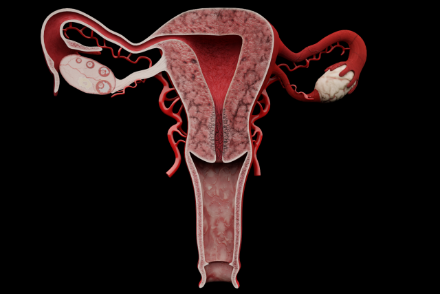 ovary 3D Models - Download 3D ovary Available formats: c4d, max, obj ...