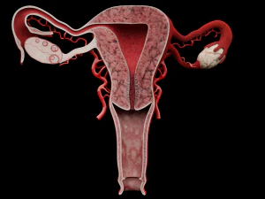 матка 3D Модель