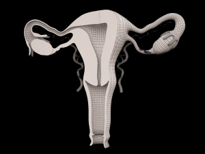 matka Modelo 3D