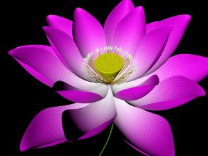 lotus flower pink 3D Model