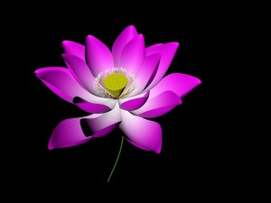 lotus flower pink Modelo 3D