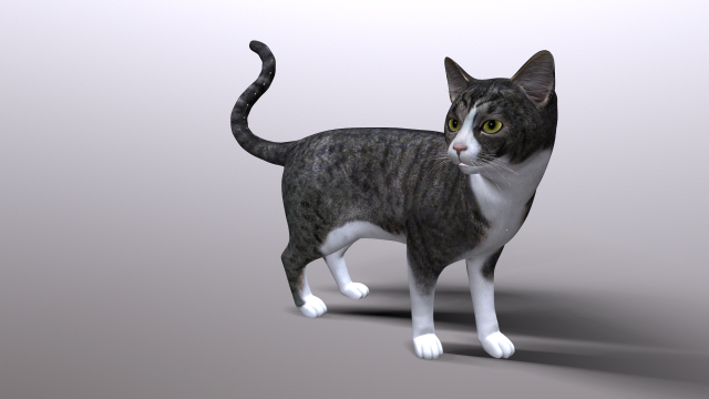 cat 3D Model .c4d .max .obj .3ds .fbx .lwo .lw .lws