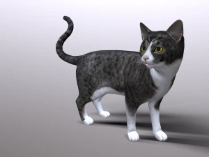 cat 3D Model
