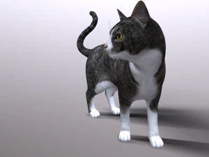 cat 3D Model
