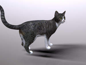 cat 3D Model