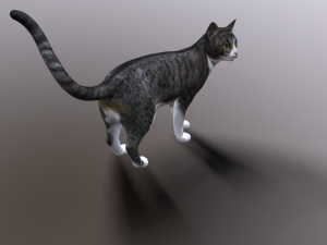 cat 3D Model