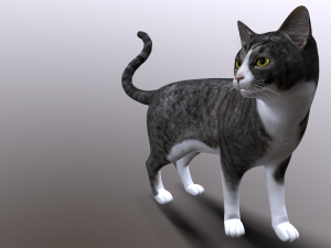 cat 3D Model