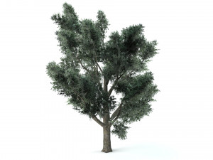 A set of vegetation Model 3D