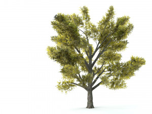 A set of vegetation Model 3D