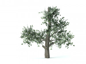 A set of vegetation Model 3D