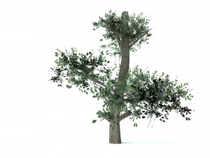 A set of vegetation Model 3D