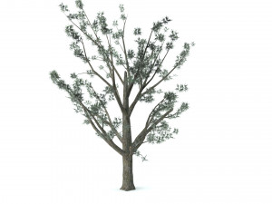 A set of vegetation Model 3D