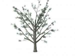 A set of vegetation Model 3D