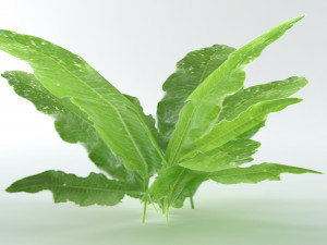 A set of vegetation Model 3D
