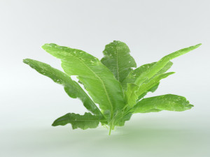 A set of vegetation Model 3D