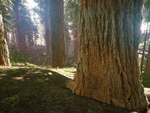 Redwood Forest 3D Model