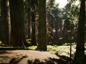 Redwood Forest 3D Model