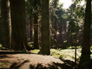 Redwood Forest 3D Model