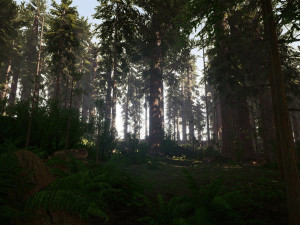 Redwood Forest 3D Model