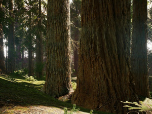 Redwood Forest 3D Model