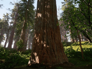 Redwood Forest 3D Model