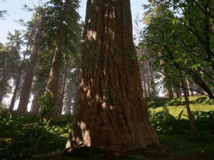 Redwood Forest 3D Model