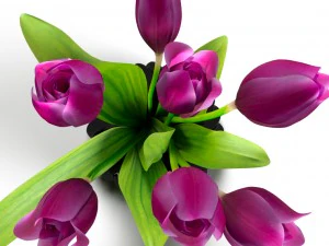 vase with tulips 3D Model