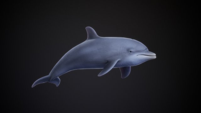 bottle nose dolphin 3D Model .c4d .max .obj .3ds .fbx .stl .blend 
