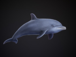 bottle nose dolphin 3D Model