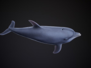 bottle nose dolphin 3D Model