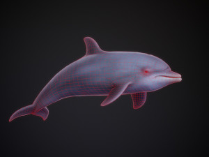 bottle nose dolphin 3D Model