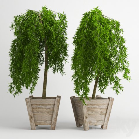 weeping larch larix plant Modèle 3D .c4d .max .obj .3ds .fbx .stl .blend 