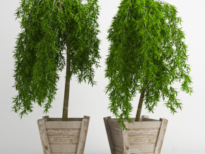 weeping larch larix plant Modèle 3D