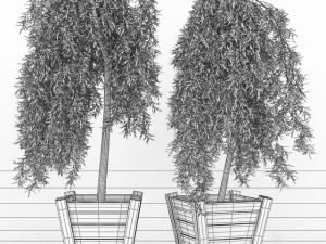 weeping larch larix plant Modèle 3D