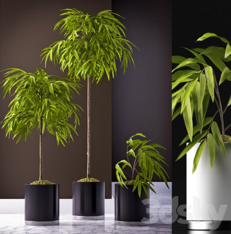 ficus alii plant Model 3D .c4d .max .obj .3ds .fbx .stl .blend 