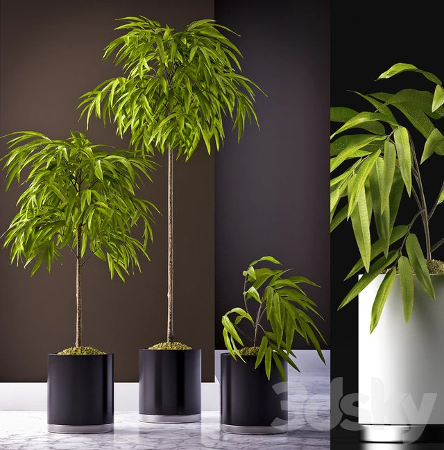 ficus alii plant 3D Model .c4d .max .obj .3ds .fbx .stl .blend